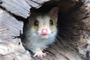 Kyabram Fauna Park - New Castle Tourism 3