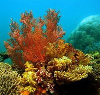 Three Islands Whale Shark Dive - Newcastle Accommodation