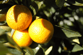 Kinloch Wines - Newcastle Accommodation 1