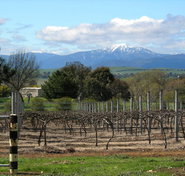 Buller View Wines - Newcastle Accommodation