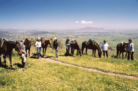 Watsons Trail Rides - Newcastle Accommodation 1