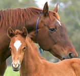 Blue Gum Farm - New Castle Tourism