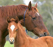Blue Gum Farm - New Castle Tourism 0