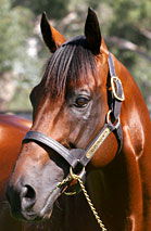 Blue Gum Farm - New Castle Tourism 2