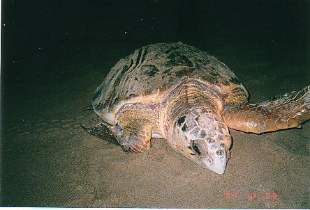 Footprints Adventures - Newcastle Accommodation 0