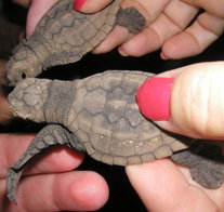 Footprints Adventures - Newcastle Accommodation 1