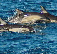 Dolphin Swim Australia - Newcastle Accommodation