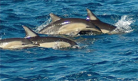 Dolphin Swim Australia - New Castle Tourism 0