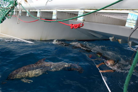 Dolphin Swim Australia - New Castle Tourism 1