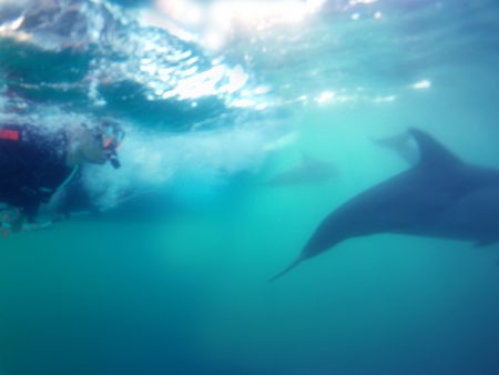 Dolphin Swim Australia - New Castle Tourism 2