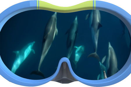 Dolphin Swim Australia - New Castle Tourism 3
