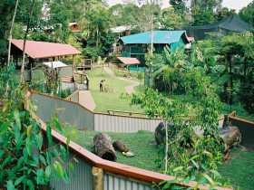 Kuranda Koala Gardens - New Castle Tourism 1