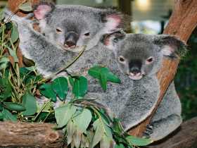 Kuranda Koala Gardens - New Castle Tourism 2