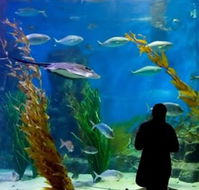 Melbourne Aquarium - Newcastle Accommodation