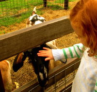 Collingwood Children's Farm - Newcastle Accommodation