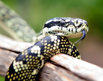 Reptile Encounters - New Castle Tourism 0