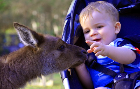 Australian Reptile Park - New Castle Tourism 6