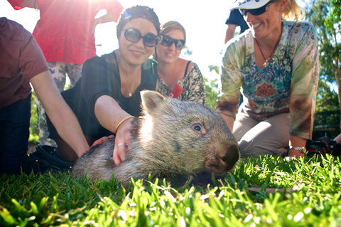 Australian Reptile Park - New Castle Tourism 10