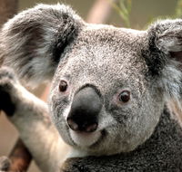 Potoroo Palace - New Castle Tourism