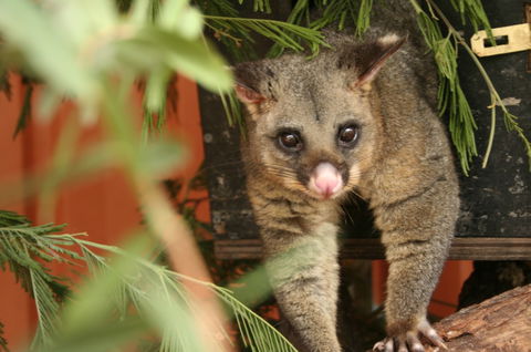Potoroo Palace - New Castle Tourism 3