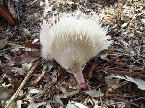 Potoroo Palace - New Castle Tourism 4