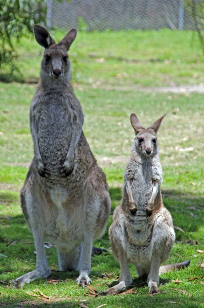 Potoroo Palace - New Castle Tourism 5