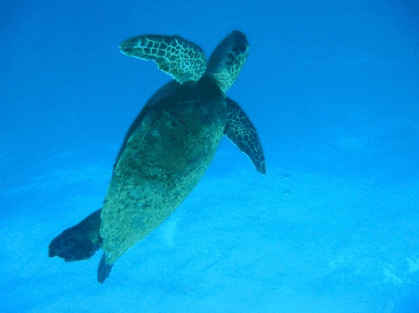 Big Cat Reality - New Castle Tourism