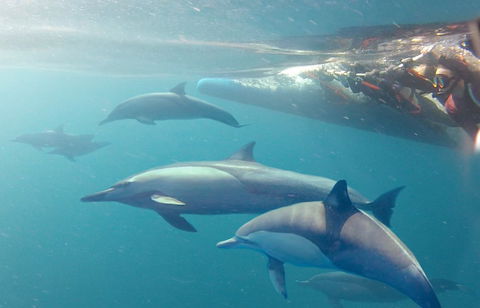 Dolphin Swim Australia - New Castle Tourism 5