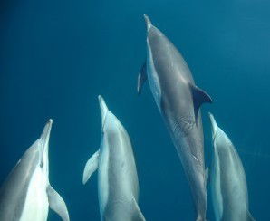 Dolphin Swim Australia - New Castle Tourism 6