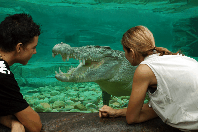 Cairns Wildlife Dome - Newcastle Accommodation 1