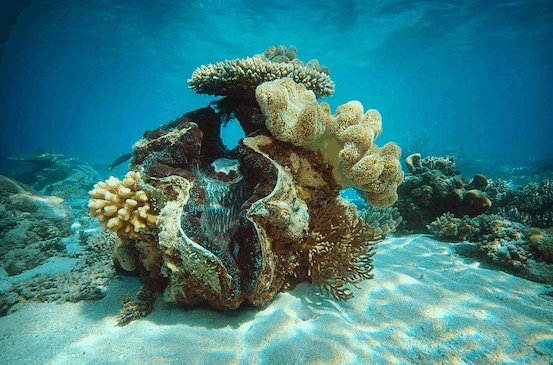 Big Cat Green Island Reef Cruises - Newcastle Accommodation 3