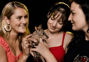 Cairns Night Zoo - New Castle Tourism 1