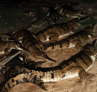 Cairns Night Zoo - New Castle Tourism 3