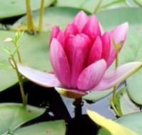 The Lotus Day Spa and Retreat - New Castle Tourism