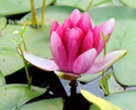 The Lotus Day Spa And Retreat - New Castle Tourism 0