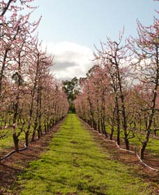 Raeburn Orchards - New Castle Tourism 0