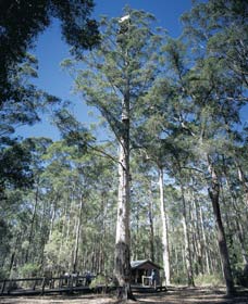 Diamond Tree Lookout Manjimup - New Castle Tourism 0