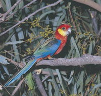 King River - New Castle Tourism