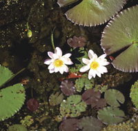 Parry Lagoons Nature Reserve - Newcastle Accommodation
