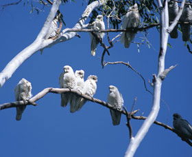 Carawine Gorge - Newcastle Accommodation 0