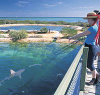 Shark Bay Marine Park - New Castle Tourism