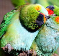 Rainbow Jungle - The Australian Parrot Breeding Centre - New Castle Tourism
