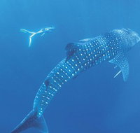 Ningaloo Marine Park - Newcastle Accommodation