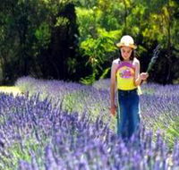 Brayfield Park Lavender Farm - New Castle Tourism