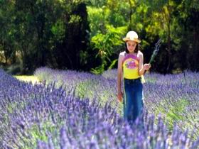 Brayfield Park Lavender Farm - New Castle Tourism 0