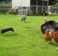 Echo Farm - New Castle Tourism