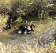 Tamar Island Wetlands Reserve and Interpretation Centre - New Castle Tourism