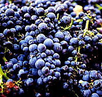 Laurel Bank Vineyard - New Castle Tourism