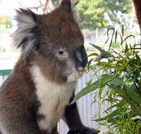 Glen-Forest Tourist Park - Newcastle Accommodation