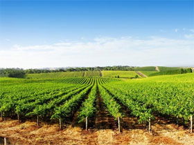 Aldinga Bay Winery - Newcastle Accommodation 0